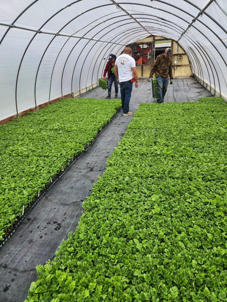 Greenhouse